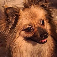 Mr.wilson joined the competition — help win amazing prizes! dog, fluffy, tongue, pet, animal, closeup, cute, fur, ears, portrait, indoors, brown, friendly, small_dog, canine, face, expression, whiskers, adorable, companion