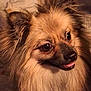 dog, fluffy, tongue, pet, animal, closeup, cute, fur, ears, portrait, indoors, brown, friendly, small_dog, canine, face, expression, whiskers, adorable, companion