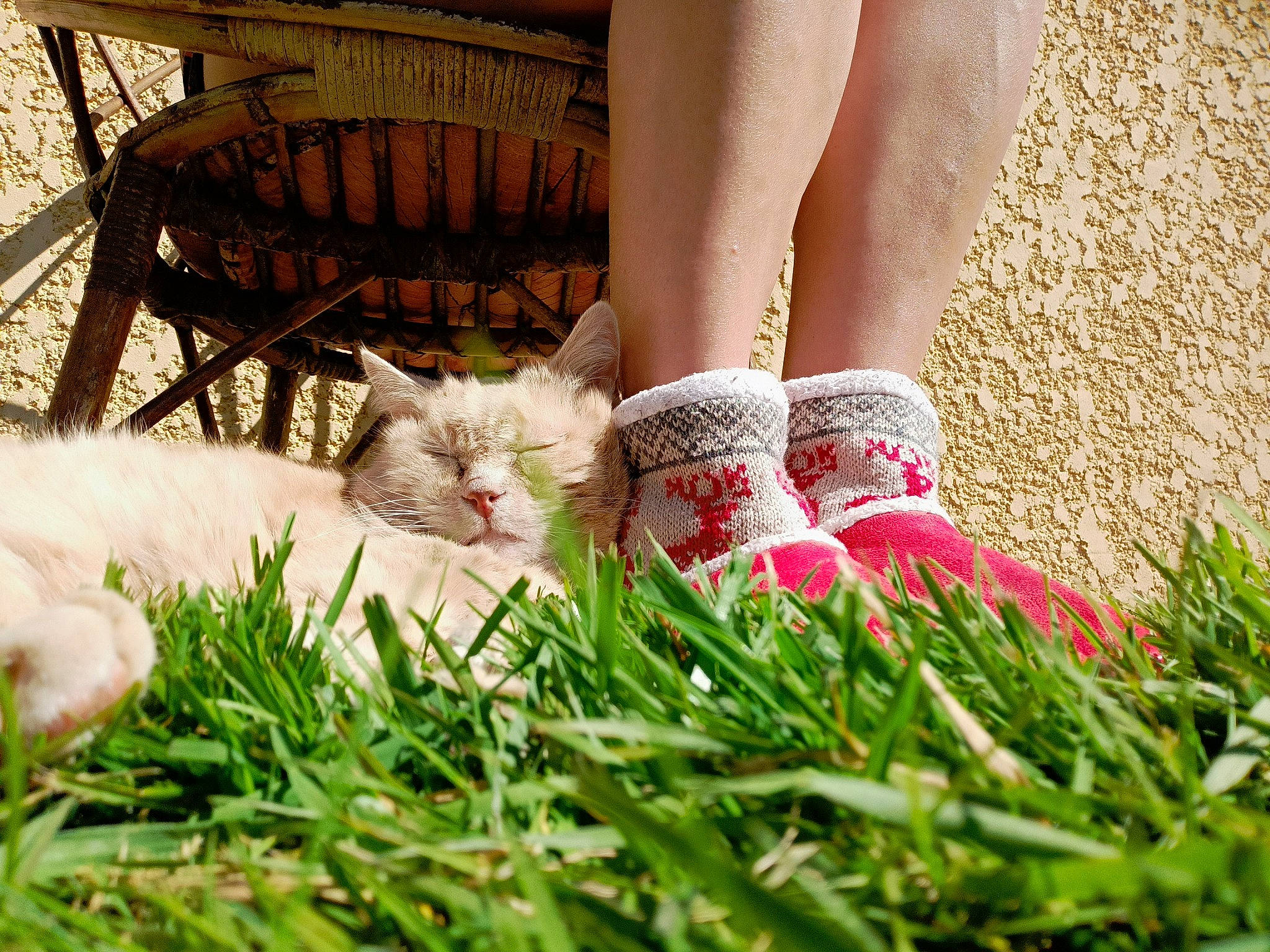 Winnie a rejoint le concours — aidez-le/la à gagner de superbes lots ! ankle, calf, carnivore, cat, felidae, foot, fur, grass, human, human_leg, outdoor_furniture, small_to_medium_sized_cats, sock, walking_shoe, whiskers