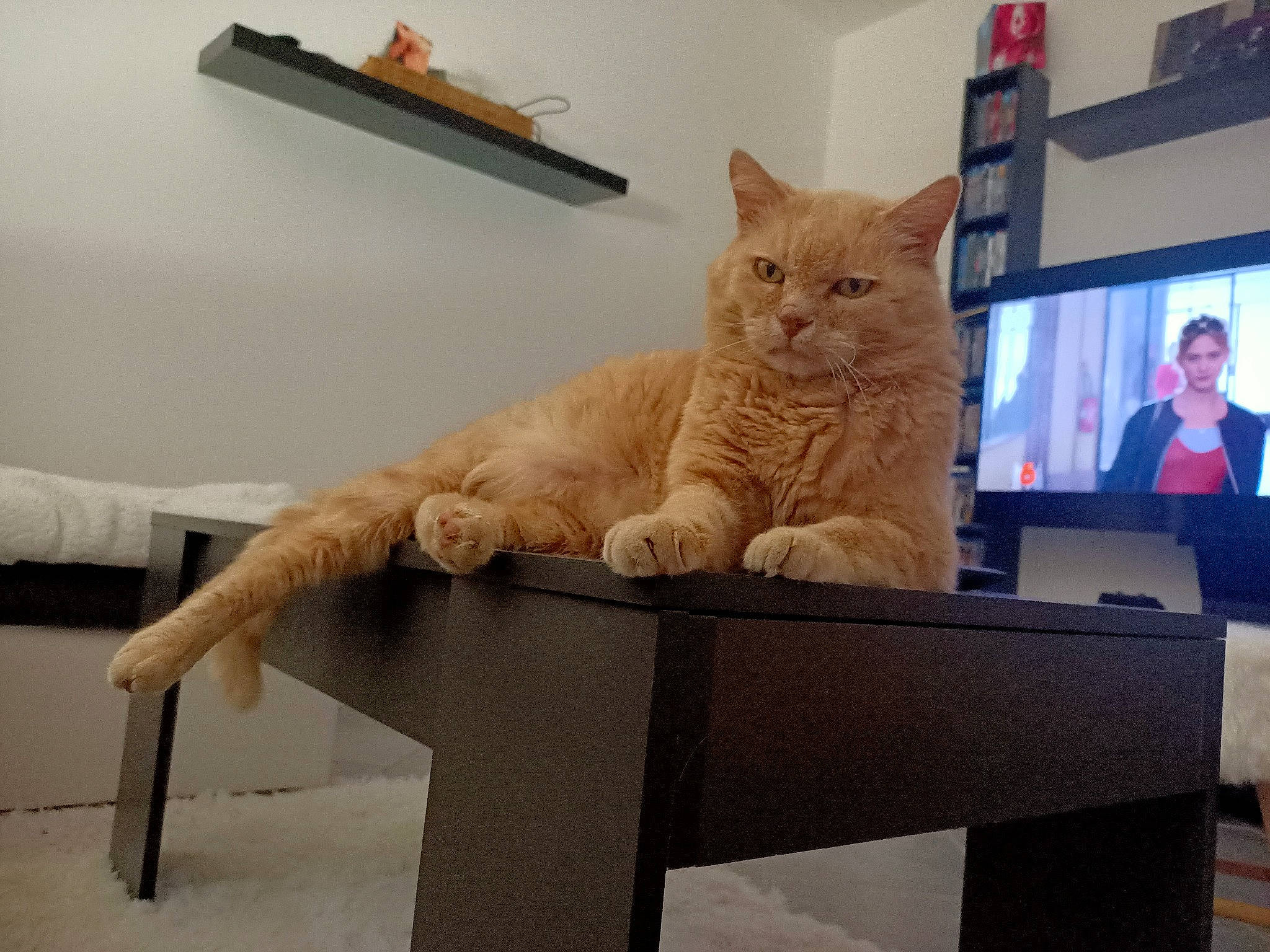 Winnie participe au concours pour gagner de l'argent avec cette photo : carnivore, cat, claw, comfort, computer, display_device, domestic_short_haired_cat, felidae, flat_panel_display, fur, led_backlit_lcd_display, media, multimedia, paw, sitting, small_to_medium_sized_cats, tail, vertebrate, whiskers