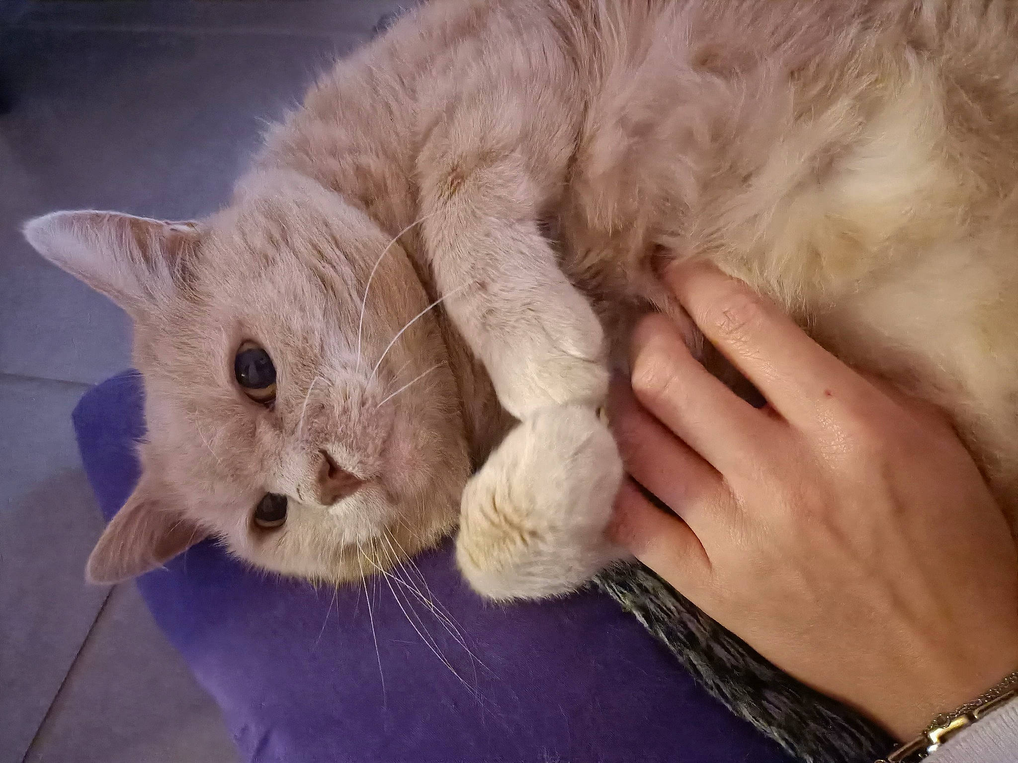 Winnie participe au concours pour gagner de l'argent avec cette photo : body_jewelry, bracelet, carnivore, cat, claw, collar, curious, felidae, fur, nail, natural_material, paw, pet_supply, skin, small_to_medium_sized_cats, snout, vertebrate, whiskers, wrist