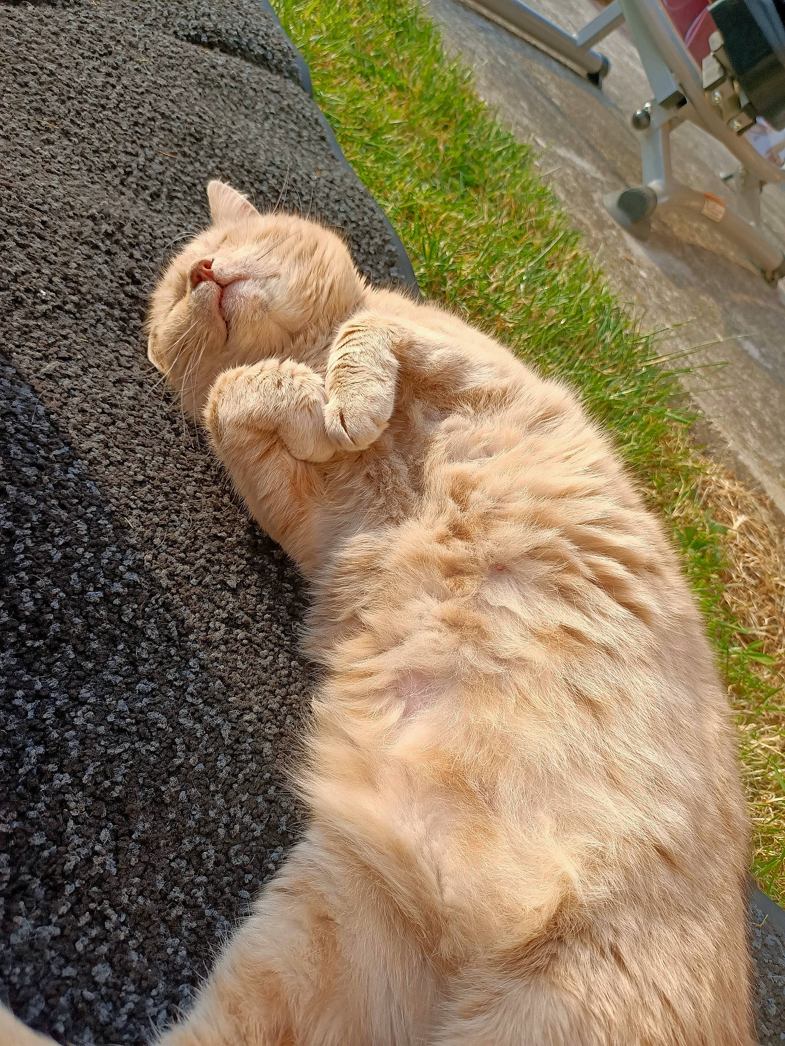 Winnie participe au concours pour gagner de l'argent avec cette photo : bench, carnivore, cat, curb, fawn, felidae, fur, paw, peach, small_to_medium_sized_cats, tail, terrestrial_animal, whiskers