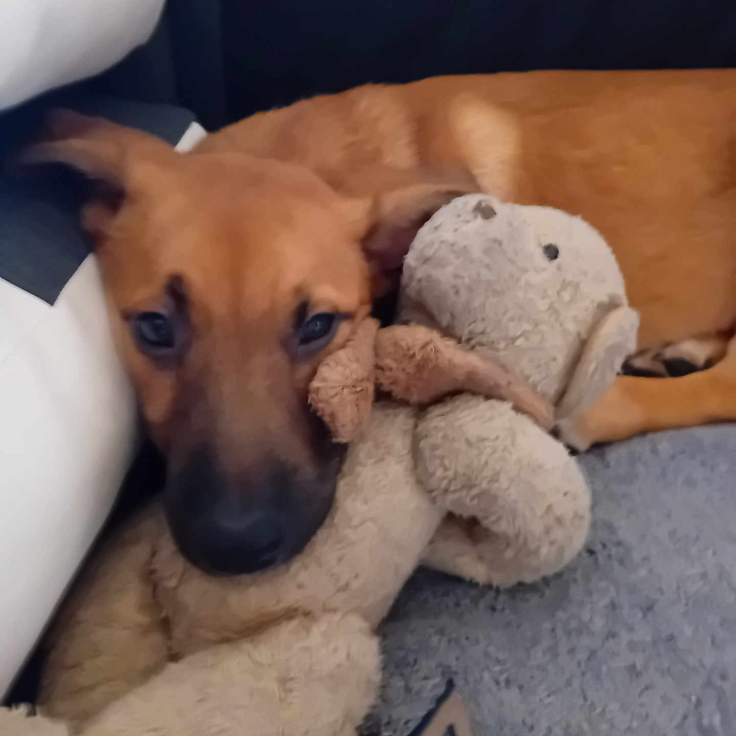 Beerus participe au concours pour gagner de l'argent avec cette photo : animal, beagle, blanket, canine, couch, cushion, dog, furniture, germanshepherd, goldenretriever, homedecor, hound, labradorretriever, person, pet, puppy, sleeping, snout, teddybear, toy
