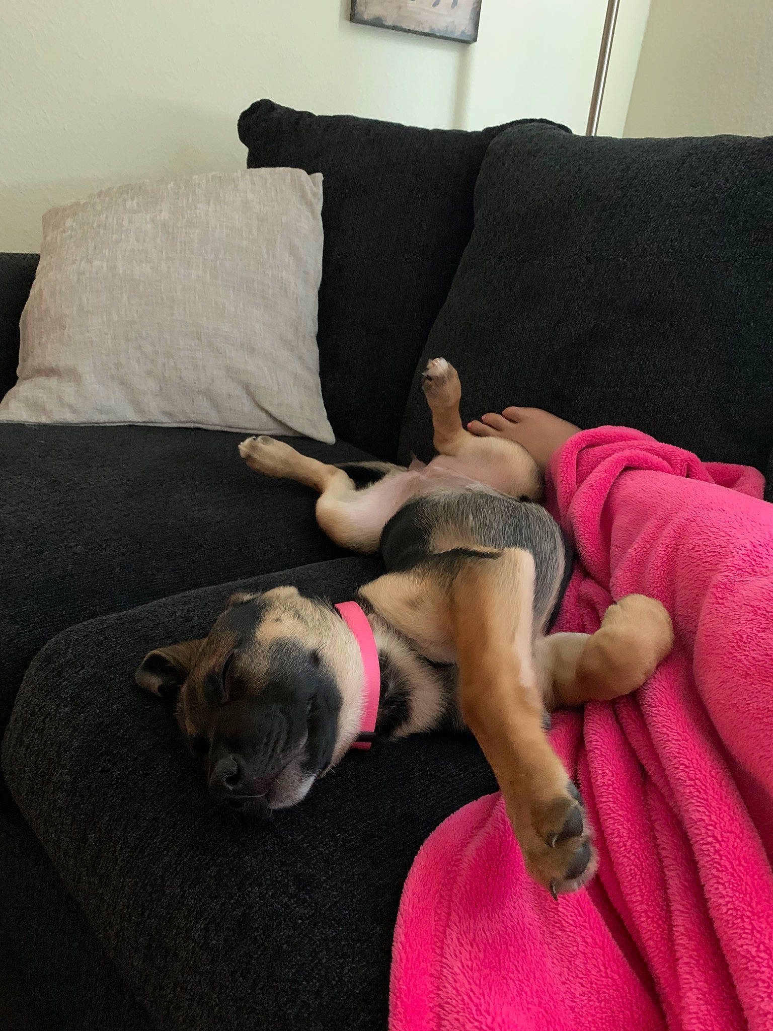 Harley joined the competition — help win amazing prizes! bed, canidae, carnivore, comfort, companion_dog, couch, dog, dog_breed, fawn, french_bulldog, furniture, guard_dog, leg, nap, non_sporting_group, pink, puggle, puppy, sleep, sporting_group