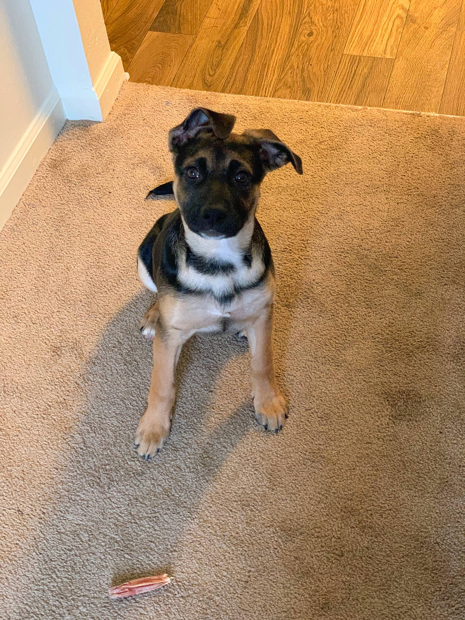 Harley joined the competition — help win amazing prizes! canidae, carnivore, companion_dog, dog, dog_breed, fawn, floor, mammal, paw, potcake_dog, pug, puppy, rare_breed_dog, snout, sporting_group