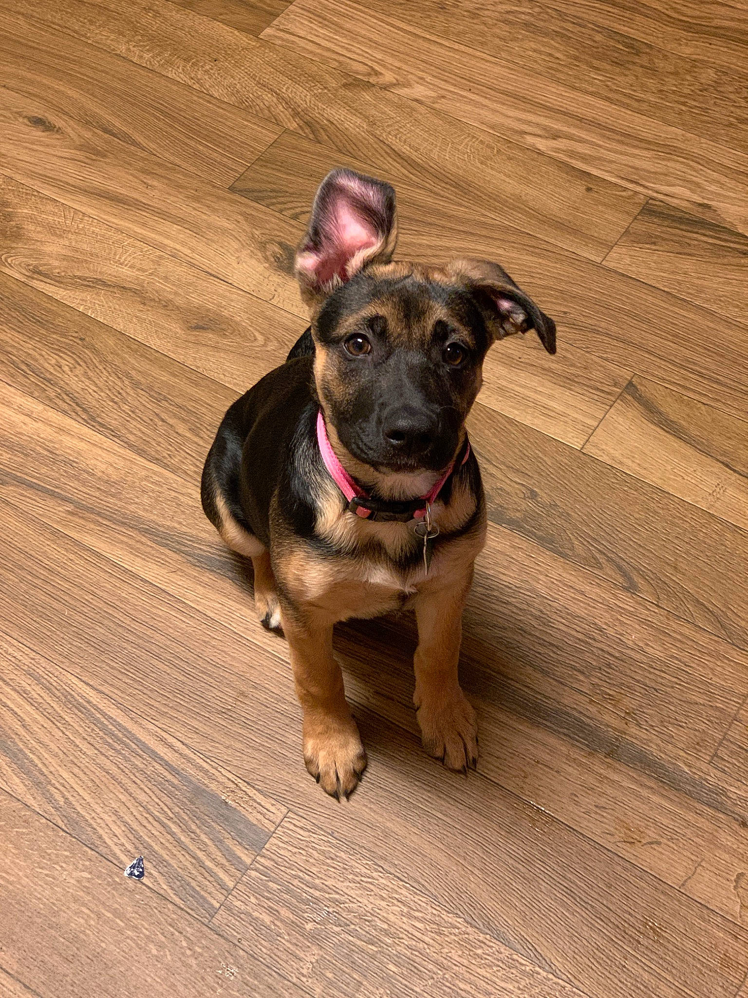 Harley joined the competition — help win amazing prizes! american_pit_bull_terrier, canidae, carnivore, companion_dog, dog, dog_breed, dog_collar, ear, fawn, floor, flooring, mammal, paw, potcake_dog, puppy, snout, sporting_group