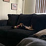 Harley joined the competition — help win amazing prizes! bed, bed_frame, bed_sheet, bedding, bedroom, black, comfort, couch, cushion, duvet, duvet_cover, floor, furniture, futon, hardwood, interior_design, linens, pillow, room, textile
