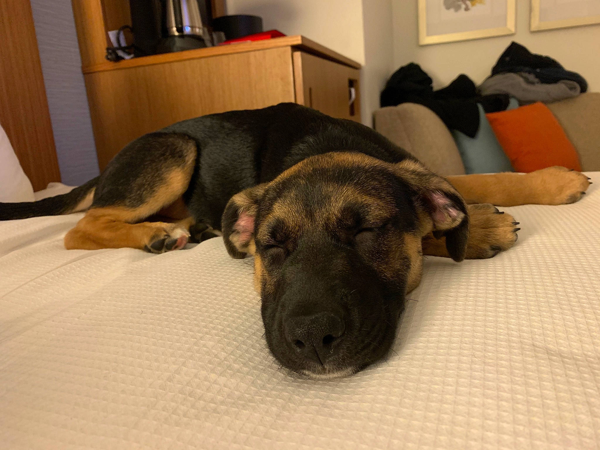 Harley is registered to the contest to win money with this photo: canidae, carnivore, dog, dog_breed, ear, fawn, mammal, nap, paw, puppy, snout