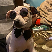 Peanut is registered to the contest to win money with this photo: dog, sunglasses, bow_tie, pet, indoor, bed, blanket, person, clothing, mirror, table, casual, accessory, animal, home, relaxed, furniture, cute, portrait, companion