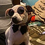 dog, sunglasses, bow_tie, pet, indoor, bed, blanket, person, clothing, mirror, table, casual, accessory, animal, home, relaxed, furniture, cute, portrait, companion