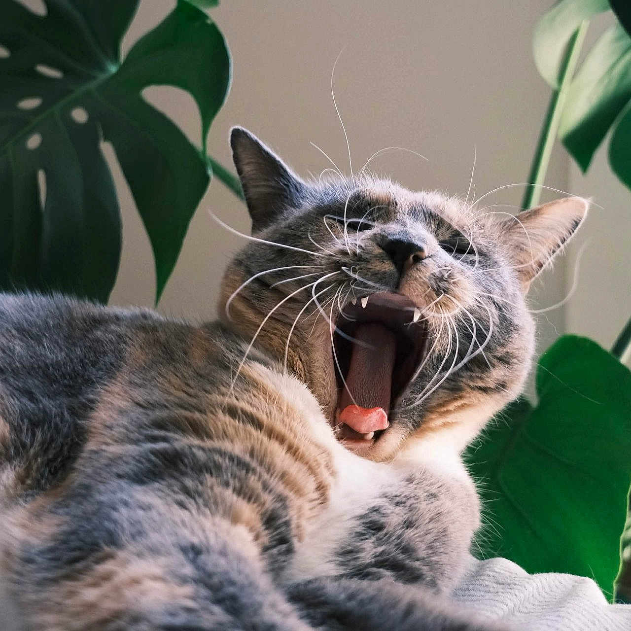 Blaze is registered to the contest to win money with this photo: cat, yawning, animal, pet, feline, whiskers, fur, mouth_open, teeth, tongue, green_leaves, plant, indoor, nature, relaxing, close_up, cute, resting, eye_closed, houseplant