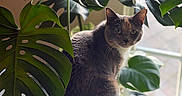 Blaze joined the competition — help win amazing prizes! cat, plant, monstera, leaf, indoor, window, pet, feline, greenery, nature, cozy, soft_light, curious, animal, domestic, houseplant, texture, relaxing, home, sitting