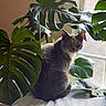 cat, plant, monstera, leaf, indoor, window, pet, feline, greenery, nature, cozy, soft_light, curious, animal, domestic, houseplant, texture, relaxing, home, sitting