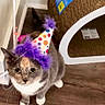 Blaze is registered to the contest to win money with this photo: cat, birthday, party_hat, purple_feathers, floor, wooden_floor, cat_scratcher, indoor, pets, animal, cute, feline, celebration, colorful, text_overlay, emojis, wall, corner, sitting, domestic_animal