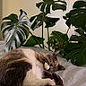 Blaze joined the competition — help win amazing prizes! cat, sleeping, indoor, plant, monstera, leaf, green, bed, blanket, striped, cozy, fur, paw, relaxed, resting, cute, pet, nature, home, quiet