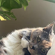 Blaze joined the competition — help win amazing prizes! cat, close_up, relaxed, fur, whiskers, green_leaf, indoor, pet, sleepy, animal, nature, soft_light, portrait, cute, domestic_cat, feline, resting, houseplant, cozy