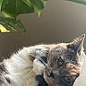 cat, close_up, relaxed, fur, whiskers, green_leaf, indoor, pet, sleepy, animal, nature, soft_light, portrait, cute, domestic_cat, feline, resting, houseplant, cozy