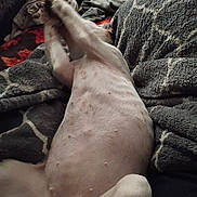 Willow is registered to the contest to win money with this photo: dog, hairless_dog, belly_up, sleeping, relaxed, playful, indoor, bedroom, blankets, couch, laundry, cozy, pet, animal, legs_up, belly, stretching, funny_pose, home, portrait