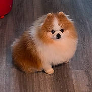 Ruby a rejoint le concours — aidez-le/la à gagner de superbes lots ! dog, pomeranian, fluffy, small_dog, orange_and_white, sitting, indoor, wooden_floor, pet, canine, fur, cute, portrait, looking_at_camera, pointy_ears, black_nose, front_paws, home, red_object, centered_composition
