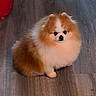 dog, pomeranian, fluffy, small_dog, orange_and_white, sitting, indoor, wooden_floor, pet, canine, fur, cute, portrait, looking_at_camera, pointy_ears, black_nose, front_paws, home, red_object, centered_composition