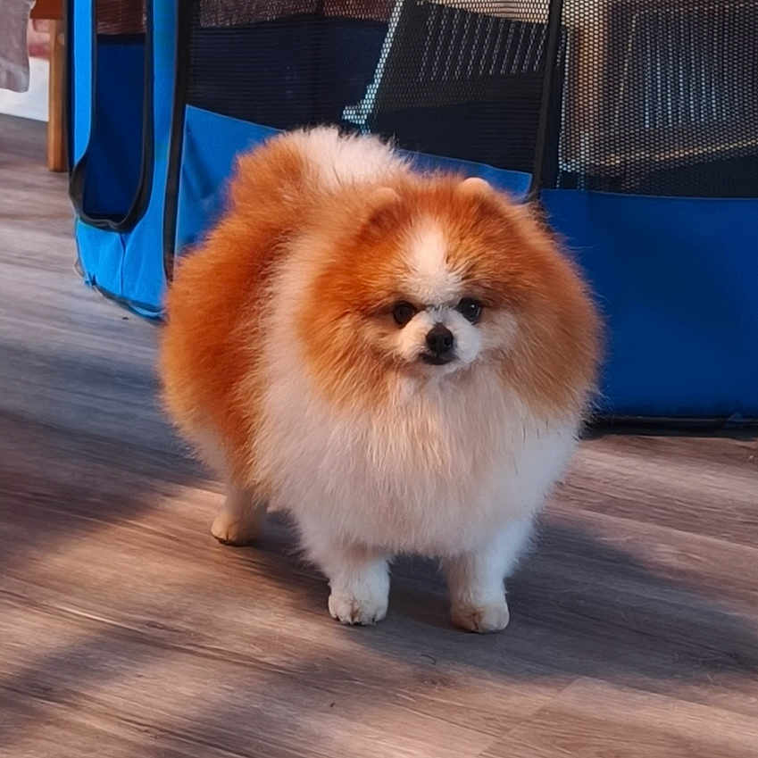 Ruby a rejoint le concours — aidez-le/la à gagner de superbes lots ! dog, pomeranian, small_dog, fluffy, long_hair, orange_and_white, standing, indoors, floor, wood_floor, blue_playpen, pet, canine, portrait, front_view, button_nose, dark_eyes, fur, cute, home