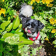 Mandy joined the competition — help win amazing prizes! dog, small_dog, black_and_white, fluffy_tail, red_harness, green_leaves, yellow_flowers, outdoor, sunlight, plants, nature, tongue_out, pet, garden, summer, shrubbery, close_up, cute, animal, playful