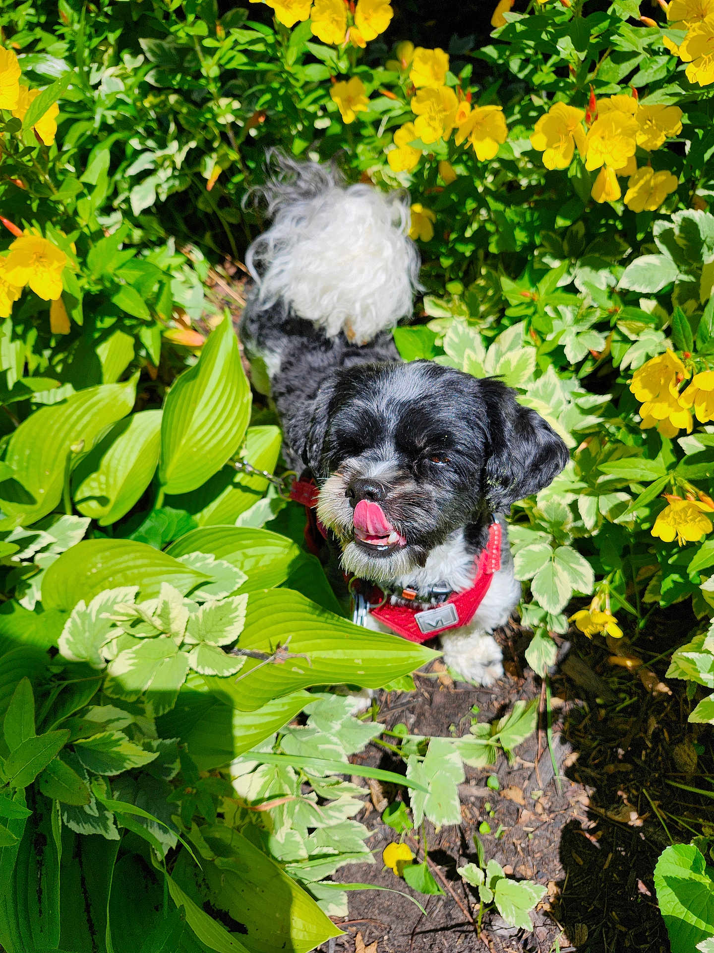 Mandy joined the competition — help win amazing prizes! dog, small_dog, black_and_white, fluffy_tail, red_harness, green_leaves, yellow_flowers, outdoor, sunlight, plants, nature, tongue_out, pet, garden, summer, shrubbery, close_up, cute, animal, playful