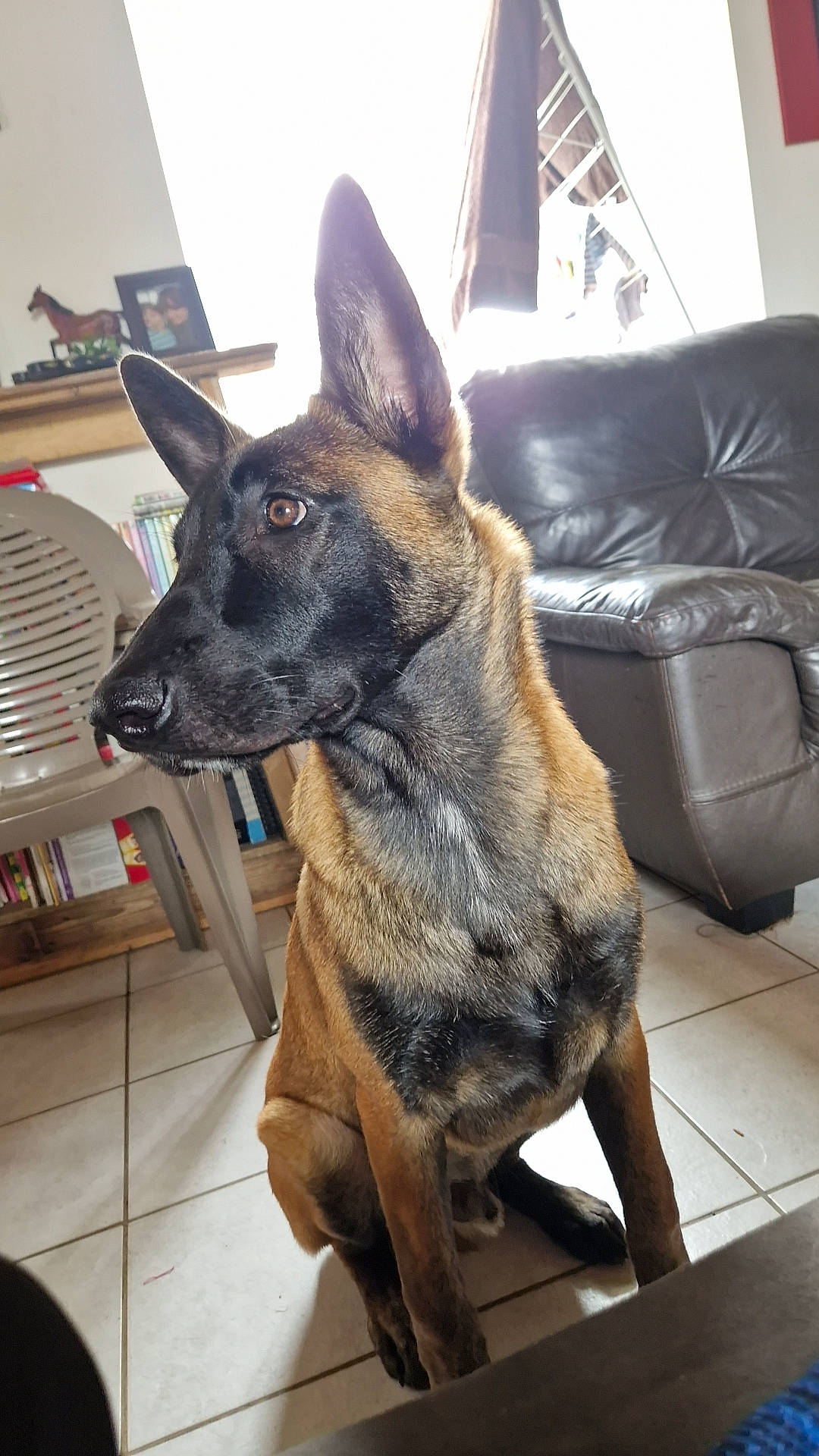 Flash participe au concours pour gagner de l'argent avec cette photo : canidae, carnivore, comfort, companion_dog, couch, dog, dog_breed, east_european_shepherd, fur, german_shepherd_dog, herding_dog, king_shepherd, mammal, old_german_shepherd_dog, sleeper_chair, sporting_group, vertebrate, whiskers, working_animal, working_dog