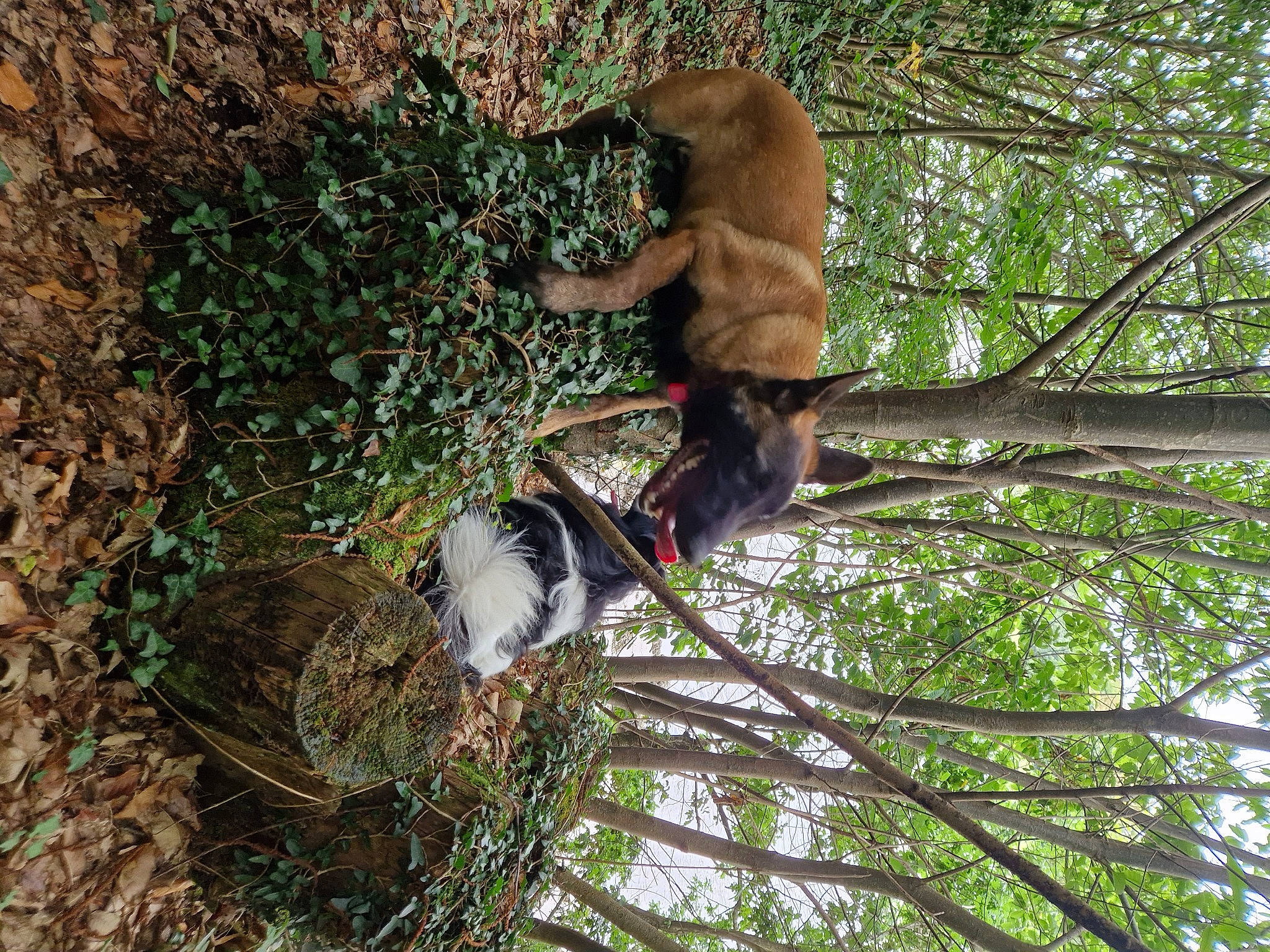 Flash participe au concours pour gagner de l'argent avec cette photo : branch, canidae, carnivore, dog, dog_breed, fawn, grass, groundcover, liver, plant, soil, sporting_group, tail, terrestrial_animal, tree, trunk, twig, wildlife, wood, woody_plant