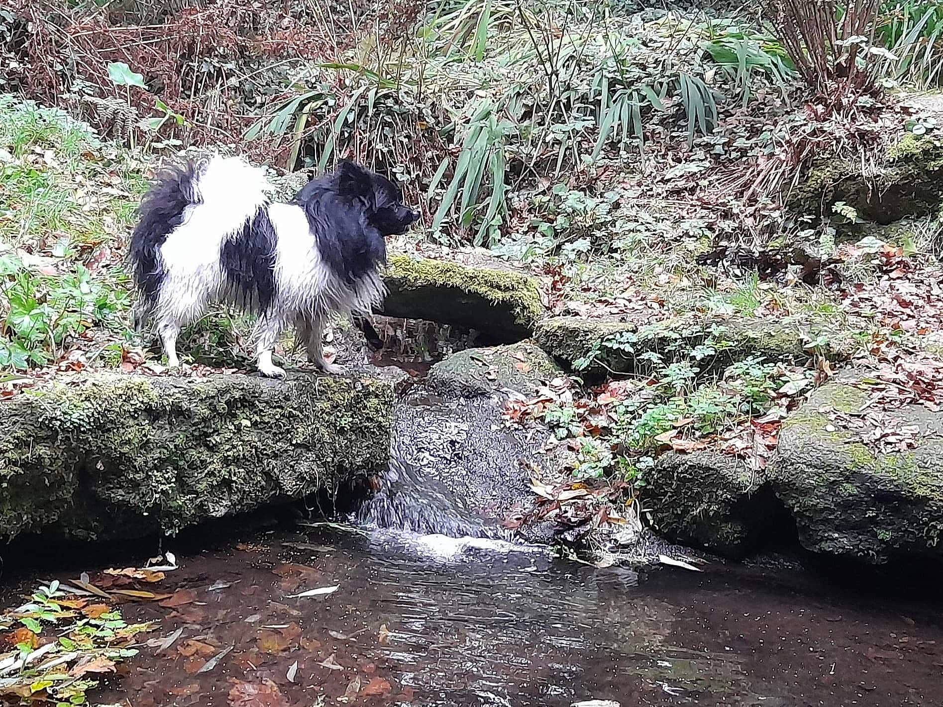 Spooky a rejoint le concours — aidez-le/la à gagner de superbes lots ! canidae, carnivore, companion_dog, dog, dog_breed, fluvial_landforms_of_streams, grass, groundcover, herding_dog, landscape, natural_landscape, plant, shrub, sporting_group, spring, stream, tail, terrestrial_plant, water, water_dog
