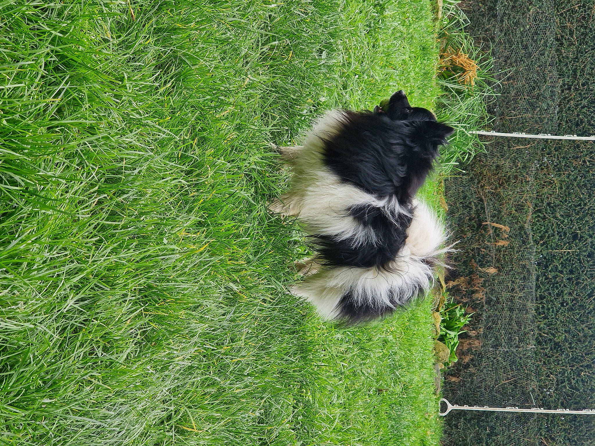 Spooky a rejoint le concours — aidez-le/la à gagner de superbes lots ! canidae, carnivore, companion_dog, corgi_chihuahua, dog, dog_breed, fur, german_spitz_klein, grass, grassland, groundcover, herding_dog, non_sporting_group, skunk, sporting_group, striped_skunk, tail, terrestrial_animal, working_dog