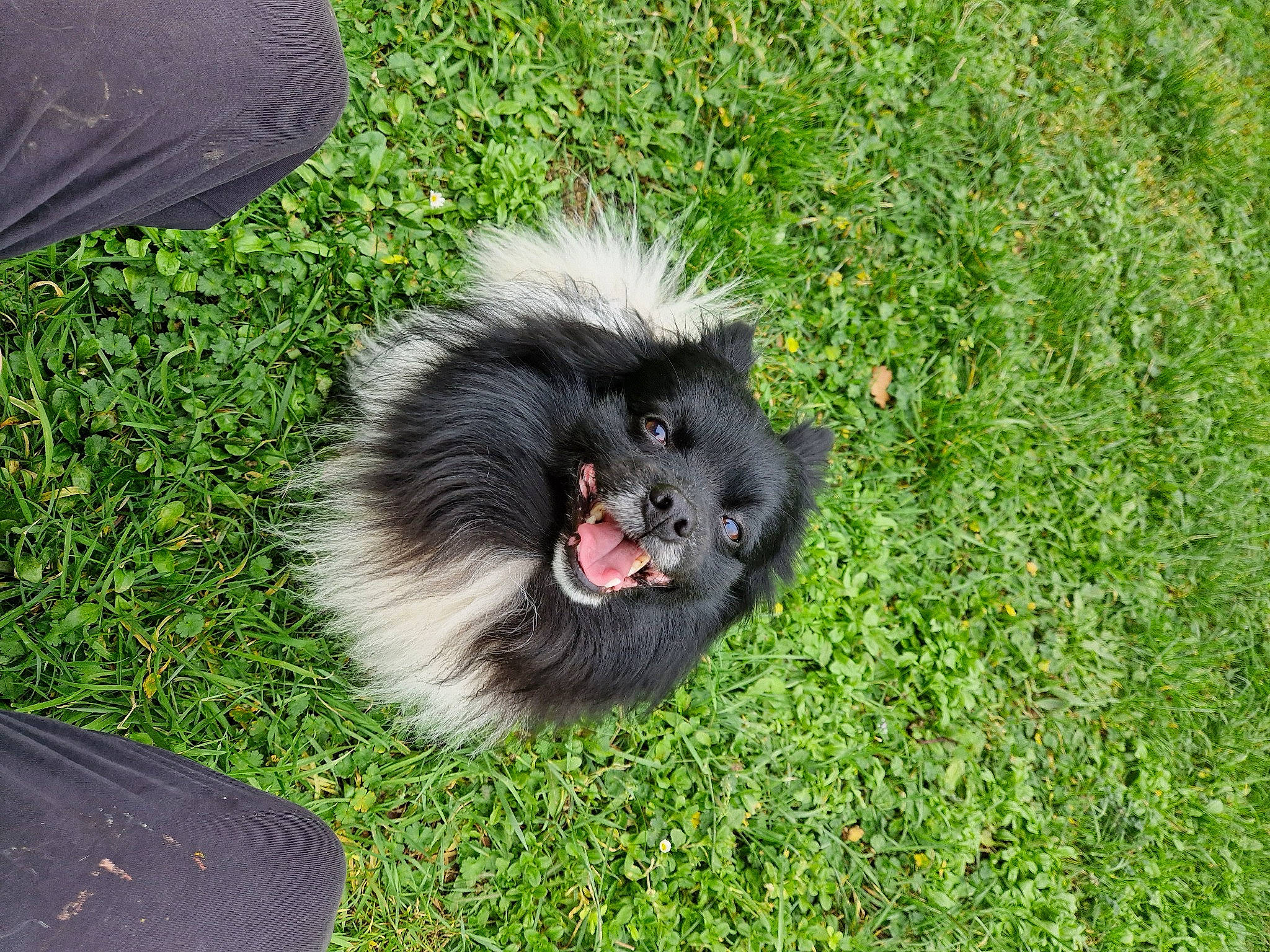 Spooky a rejoint le concours — aidez-le/la à gagner de superbes lots ! canidae, carnivore, companion_dog, dog, dog_breed, fur, german_spitz, german_spitz_klein, german_spitz_mittel, grass, grassland, groundcover, non_sporting_group, snout, sporting_group, tail, terrestrial_animal, volpino_italiano, working_animal, working_dog