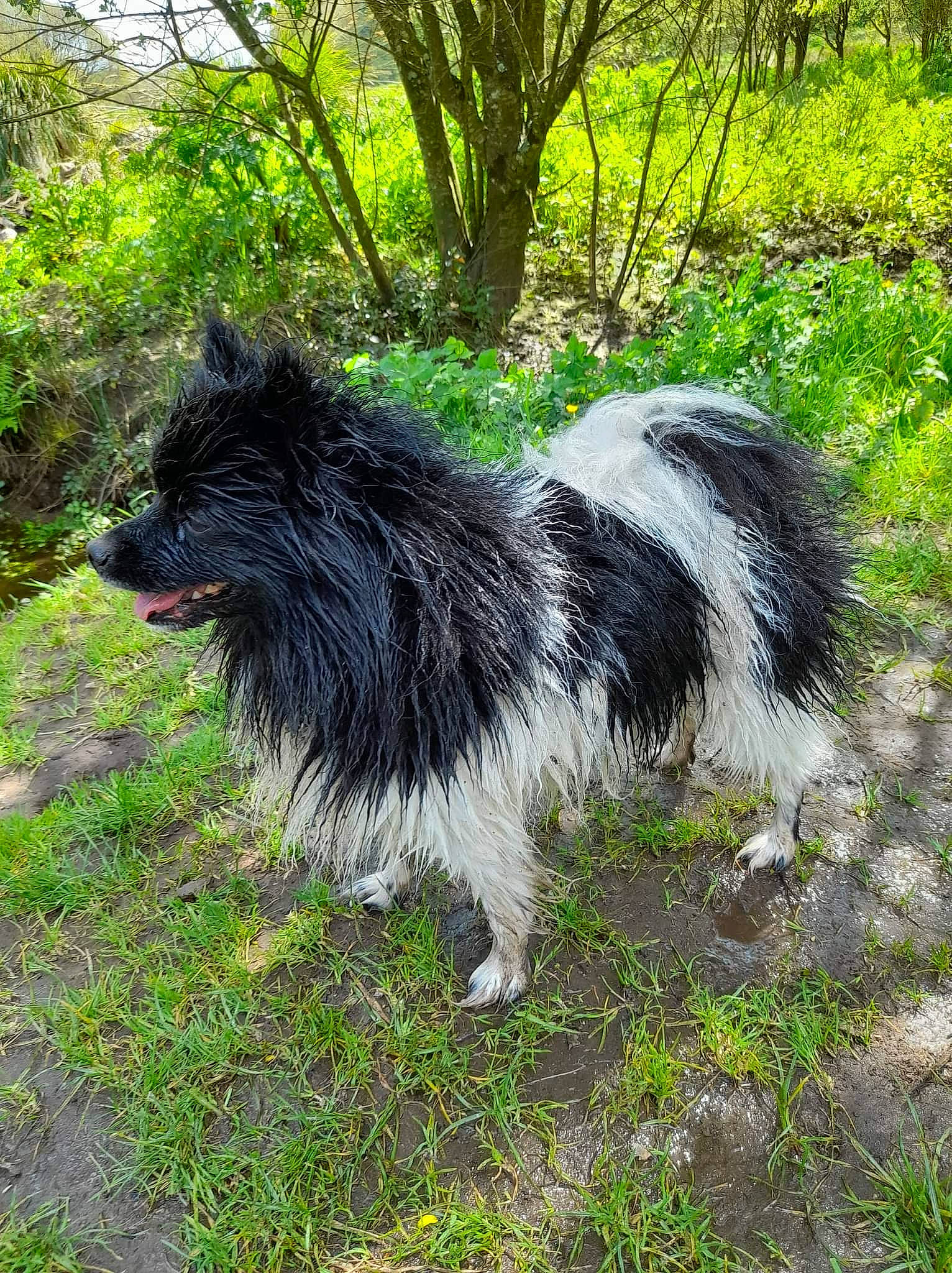 Spooky a rejoint le concours — aidez-le/la à gagner de superbes lots ! canidae, carnivore, companion_dog, dog, dog_breed, fur, grass, groundcover, herding_dog, natural_landscape, pasture, plant, soil, sporting_group, tail, terrestrial_animal, terrier, tree, wildlife, working_animal