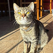 Leo is registered to the contest to win money with this photo: cat, tabby, indoor, sunlight, golden_eyes, collar, chain, floor_tiles, wooden_chair, shadow, furniture, pet, animal, whiskers, ears, sitting, portrait, cozy, home, bright