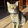 cat, tabby, indoor, sunlight, golden_eyes, collar, chain, floor_tiles, wooden_chair, shadow, furniture, pet, animal, whiskers, ears, sitting, portrait, cozy, home, bright