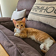 Yogi is registered to the contest to win money with this photo: cat, orange_tabby, couch, pillow, indoor, pet, feline, relaxed, cozy, fur, whiskers, ears, animal, domestic, resting, home, living_room, cute, tabby, comfortable