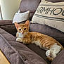 cat, orange_tabby, couch, pillow, indoor, pet, feline, relaxed, cozy, fur, whiskers, ears, animal, domestic, resting, home, living_room, cute, tabby, comfortable