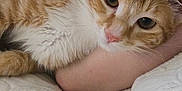 Yogi is registered to the contest to win money with this photo: cat, ginger_cat, white_fur, pet, close_up, resting, comfort, arm, blanket, indoor, feline, cute, face, whiskers, ears, sleepy, soft, texture, domestic_animal, relaxation