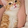 Yogi is registered to the contest to win money with this photo: cat, orange_cat, white_fur, pet, animal, close_up, face, person, cuddle, cozy, indoor, bed, blanket, resting, cute, fur, whiskers, curious, relax, companion