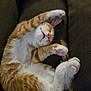 Yogi joined the competition — help win amazing prizes! cat, sleeping, ginger_cat, white_fur, paws, pink_pads, cozy, chair, feline, relaxation, curled_up, cute, indoor, pet, fur, whiskers, resting, domestic_cat, animal, closeup