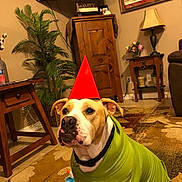 Huckleberry joined the competition — help win amazing prizes! dog, party_hat, green_sweater, carpet, living_room, wooden_furniture, plant, television, table, lamp, painting, decor, toy, floor, couch, brown, indoor, pet, seated, collar