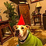 dog, party_hat, green_sweater, carpet, living_room, wooden_furniture, plant, television, table, lamp, painting, decor, toy, floor, couch, brown, indoor, pet, seated, collar