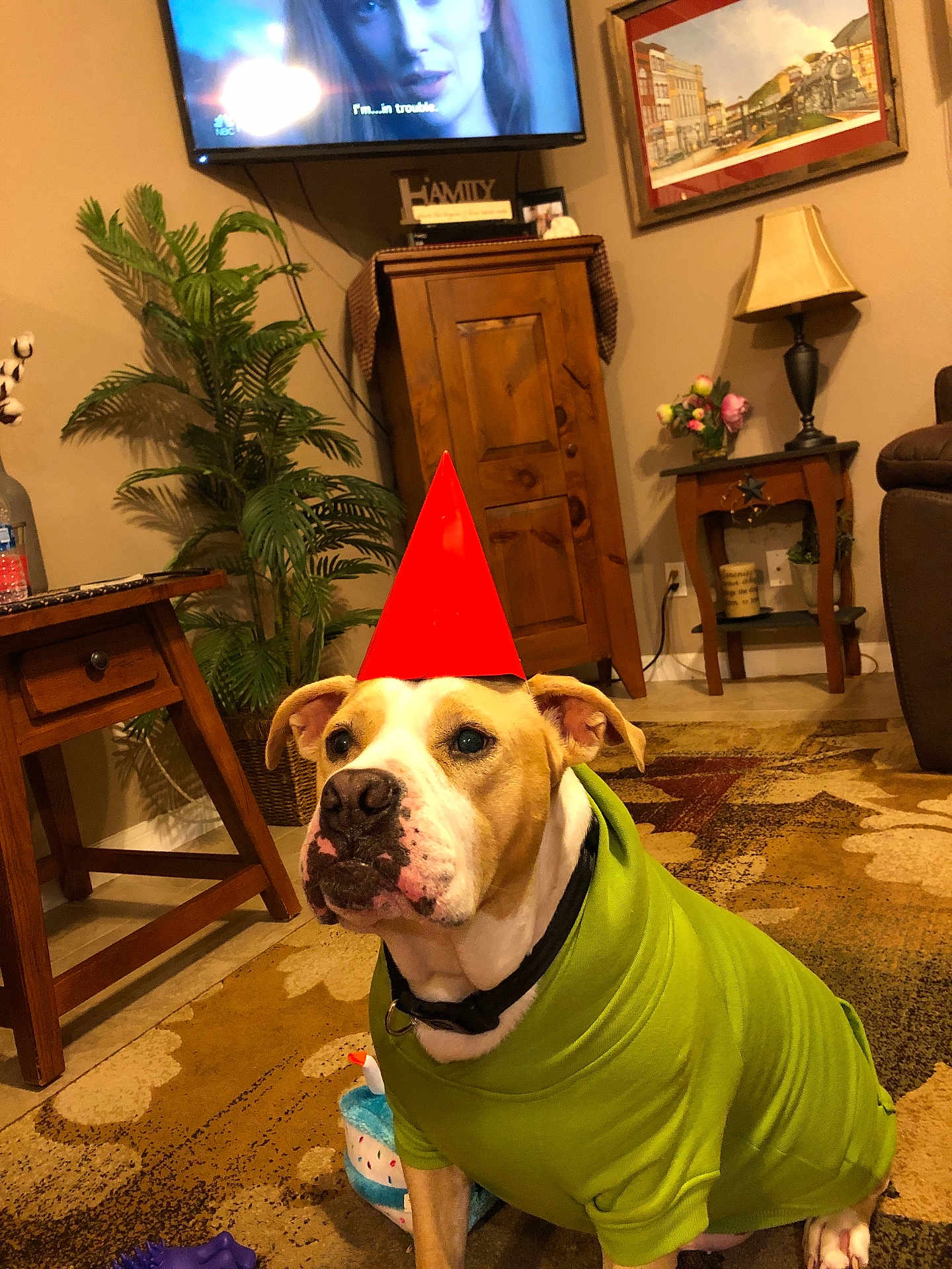 Huckleberry joined the competition — help win amazing prizes! dog, party_hat, green_sweater, carpet, living_room, wooden_furniture, plant, television, table, lamp, painting, decor, toy, floor, couch, brown, indoor, pet, seated, collar