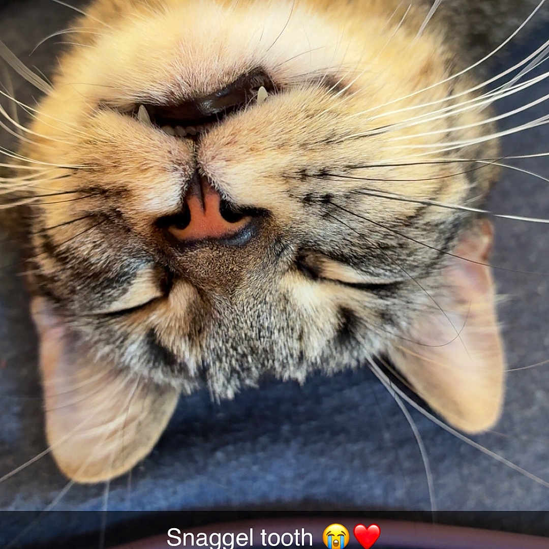 Indy is registered to the contest to win money with this photo: cat, tabby, sleeping, snaggle_tooth, whiskers, close_up, pet, cute, feline, face, nose, ears, fur, animal, domestic_cat, cozy, relaxed, upside_down, text_overlay, indoor