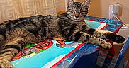 Indy joined the competition — help win amazing prizes! tabby_cat, cat, feline, pet, animal, indoor, table, children_table, cartoon_characters, blue_chair, curtain, relaxed, lying_down, striped_fur, domestic_cat, furniture, home_interior, resting, paw, ears