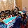 tabby_cat, cat, feline, pet, animal, indoor, table, children_table, cartoon_characters, blue_chair, curtain, relaxed, lying_down, striped_fur, domestic_cat, furniture, home_interior, resting, paw, ears