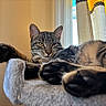 Indy joined the competition — help win amazing prizes! cat, tabby, indoor, pet, relaxed, paws, fur, face, eyes, whiskers, window, curtains, perch, furniture, cozy, resting, animal, close_up, home, cute
