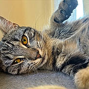 Indy is registered to the contest to win money with this photo: cat, tabby, close_up, paw, claws, golden_eyes, whiskers, fur, pet, animal, relaxed, lying_down, indoor, curious, face, portrait, feline, soft_light, resting, domestic_cat