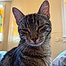 Indy is registered to the contest to win money with this photo: cat, tabby, indoor, pet, feline, close_up, whiskers, ears, fur, animal, sleepy, expression, domestic, light, shadow, wall, bed, cozy, portrait, mammal