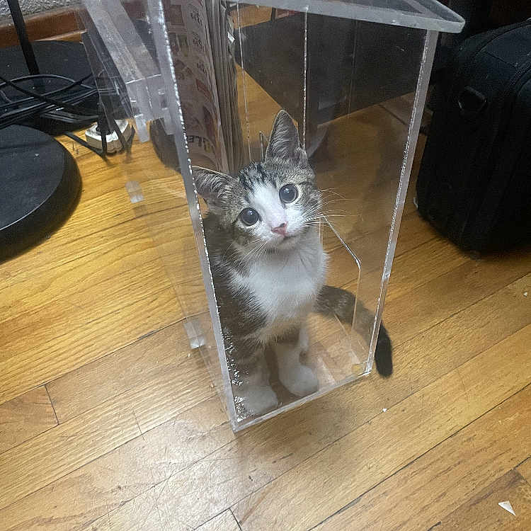 Chika joined the competition — help win amazing prizes! animal, cat, curious, cute, domestic, ears, floor, furniture, household, indoor, kitten, looking_up, pet, plastic_box, small, tail, transparent, whiskers, wide_eyes, wooden_floor